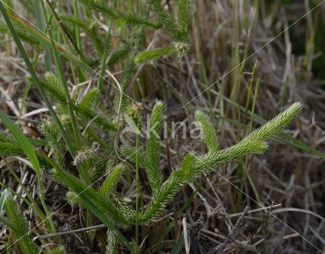 Grote wolfsklauw (Lycopodium clavatum)