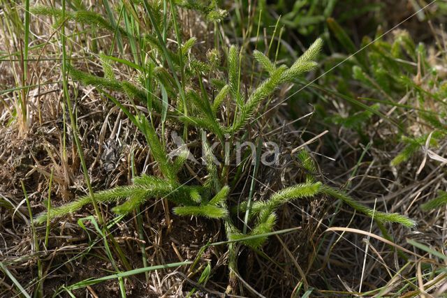 Grote wolfsklauw (Lycopodium clavatum)