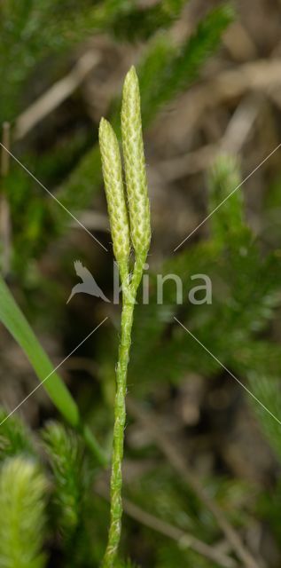 Grote wolfsklauw (Lycopodium clavatum)