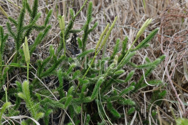 Grote wolfsklauw (Lycopodium clavatum)