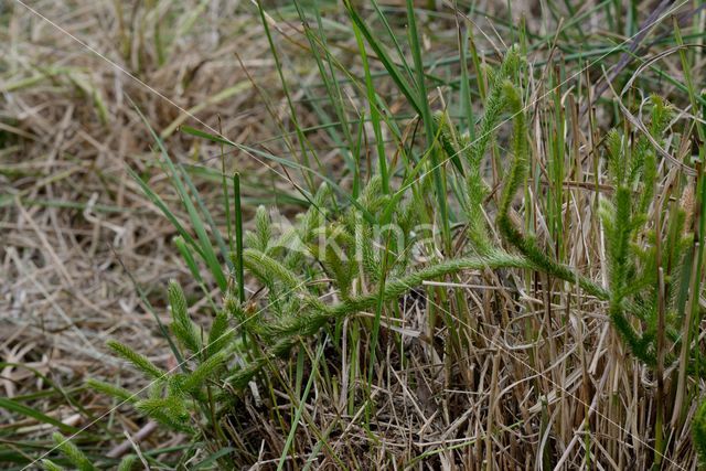 Stag's-horn Clubmoss (Lycopodium clavatum)