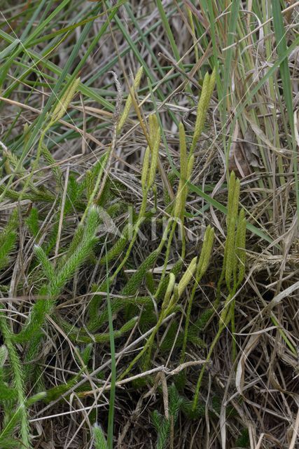 Grote wolfsklauw (Lycopodium clavatum)