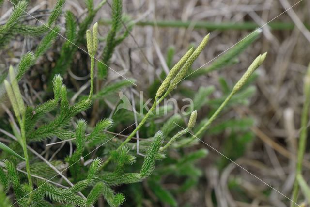 Stag's-horn Clubmoss (Lycopodium clavatum)