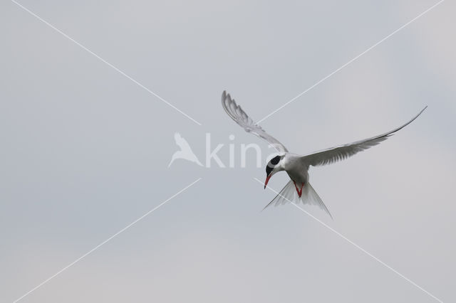 Common Tern (Sterna hirundo)