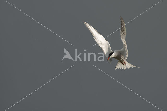 Common Tern (Sterna hirundo)