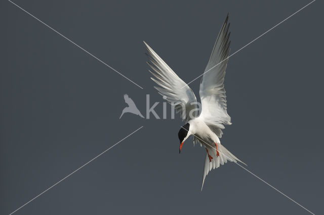 Common Tern (Sterna hirundo)