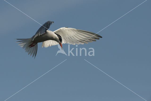 Common Tern (Sterna hirundo)