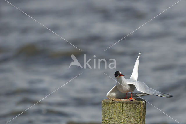 Common Tern (Sterna hirundo)