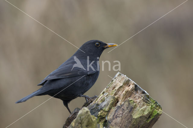 Eurasian Blackbird (Turdus merula)