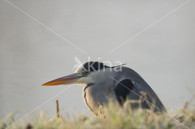 Grey Heron (Ardea cinerea)