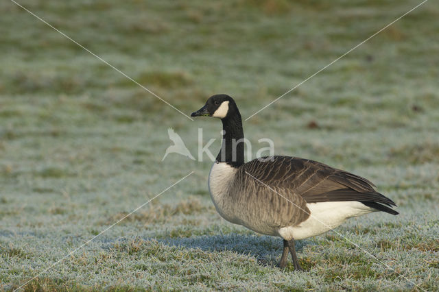 Canada Goose (Branta canadensis)