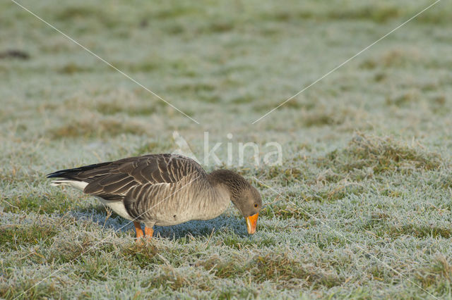 Grauwe Gans (Anser anser)