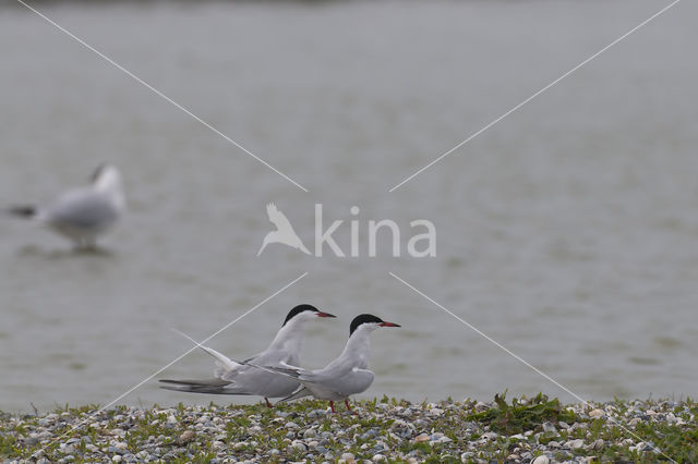 Common Tern (Sterna hirundo)