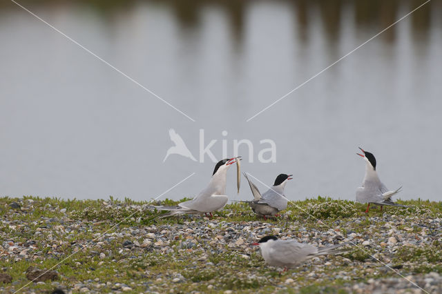 Common Tern (Sterna hirundo)