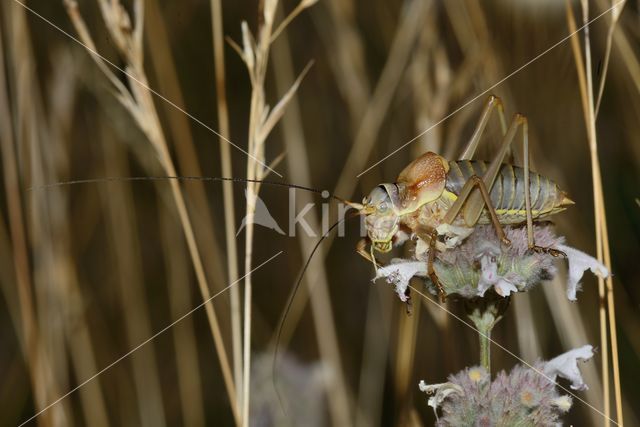 zadelsprinkhaan (Ephippiger sp.)