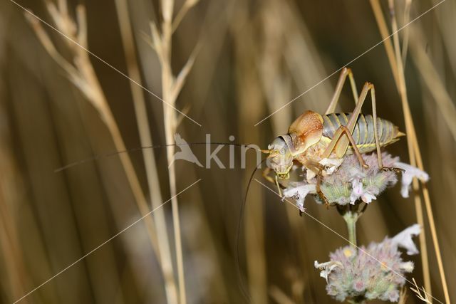 zadelsprinkhaan (Ephippiger sp.)