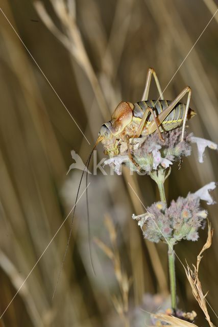 zadelsprinkhaan (Ephippiger sp.)