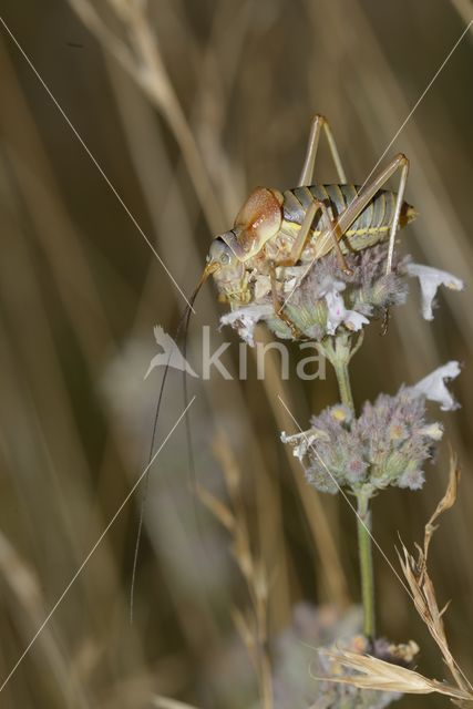 zadelsprinkhaan (Ephippiger sp.)