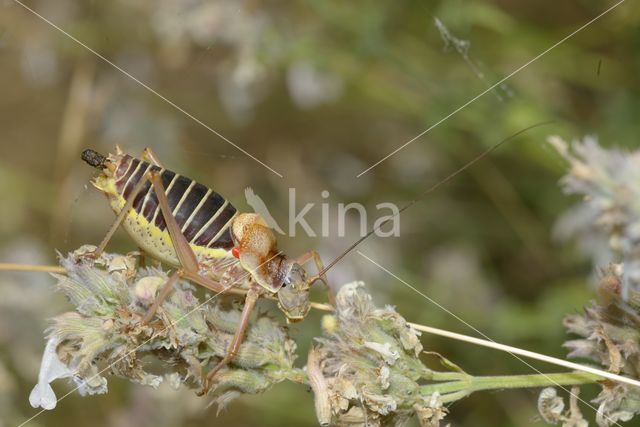 zadelsprinkhaan (Ephippiger sp.)