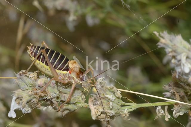 zadelsprinkhaan (Ephippiger sp.)