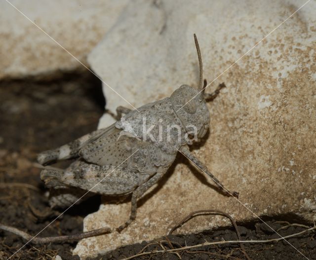 Blauwvleugelsprinkhaan (Oedipoda caerulescens)