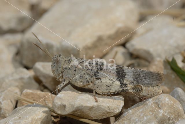 Blauwvleugelsprinkhaan (Oedipoda caerulescens)