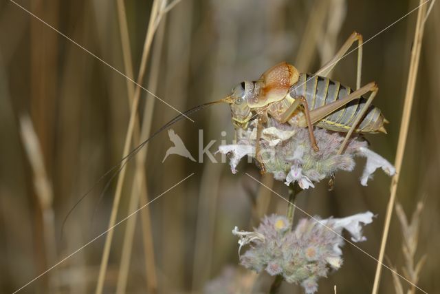 zadelsprinkhaan (Ephippiger sp.)