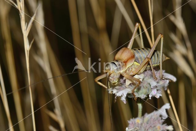 zadelsprinkhaan (Ephippiger sp.)