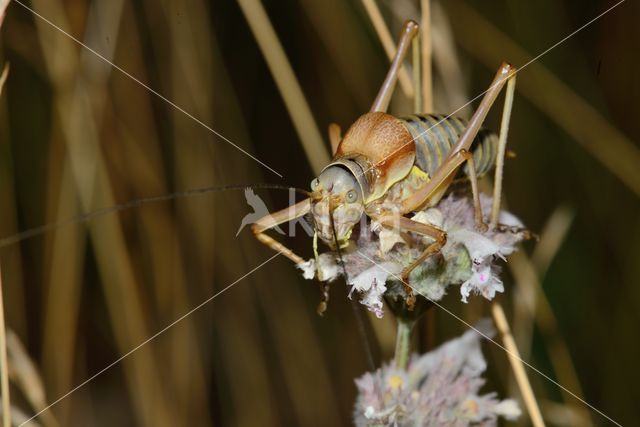 zadelsprinkhaan (Ephippiger sp.)