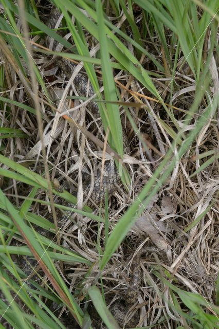 Smooth Snake (Coronella austriaca)