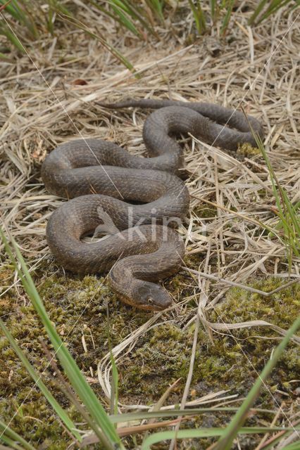 Smooth Snake (Coronella austriaca)