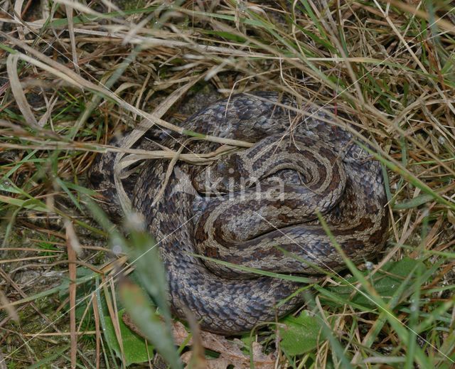 Gladde slang (Coronella austriaca)