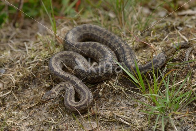 Gladde slang (Coronella austriaca)