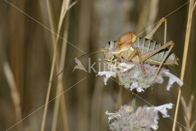 bush cricket (Ephippiger sp.)