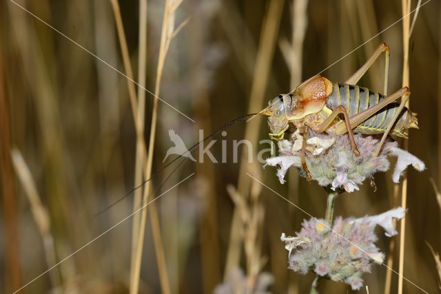 zadelsprinkhaan (Ephippiger sp.)