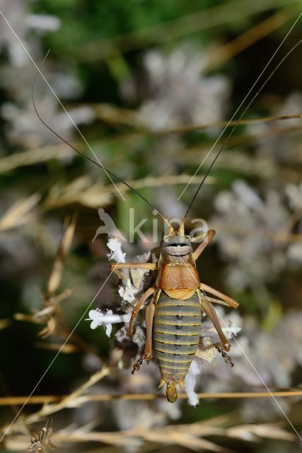 zadelsprinkhaan (Ephippiger sp.)