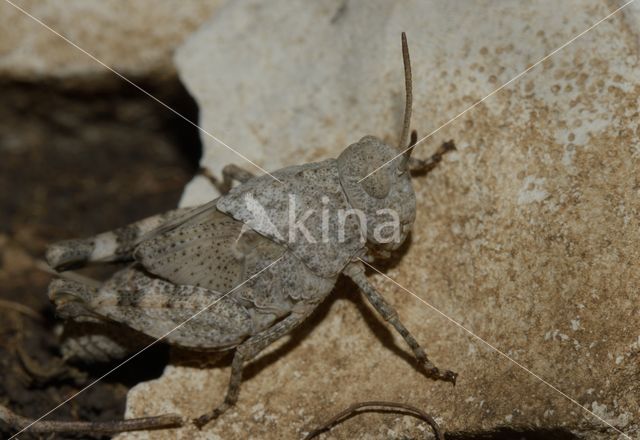 Blauwvleugelsprinkhaan (Oedipoda caerulescens)