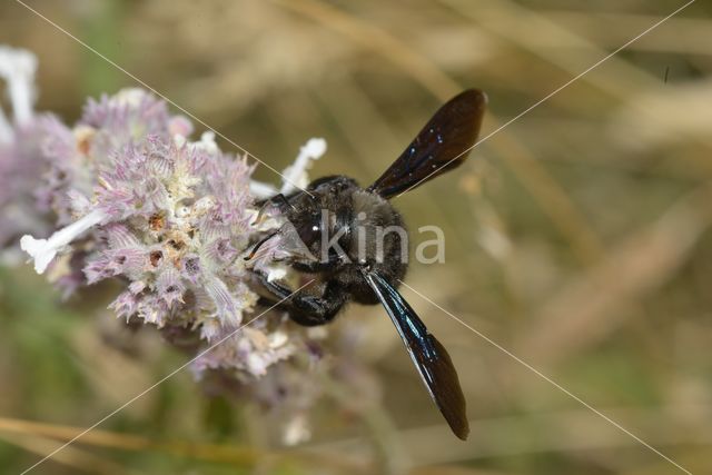 Blauwzwarte Houtbij (Xylocopa violacea)