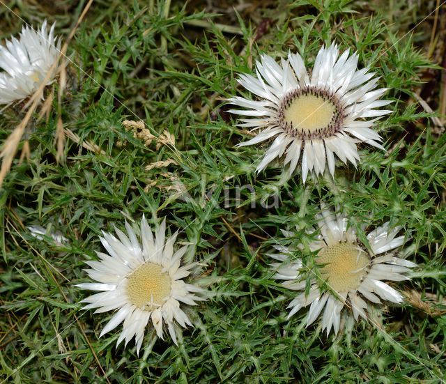 Zilverdistel (Carlina acaulis)