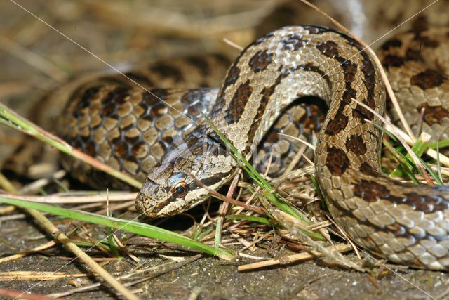 Gladde slang (Coronella austriaca)