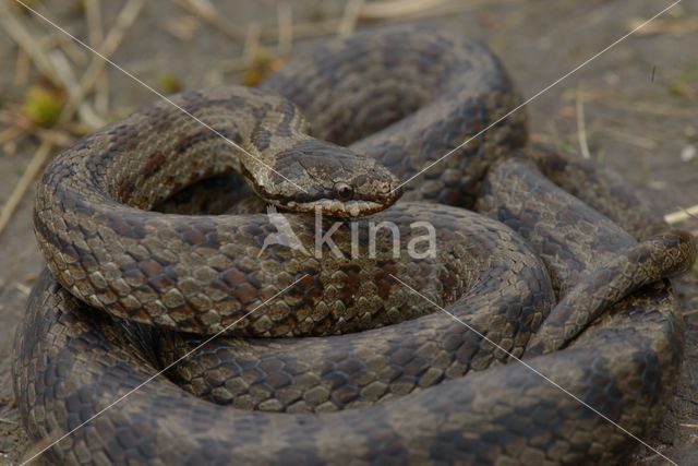 Gladde slang (Coronella austriaca)