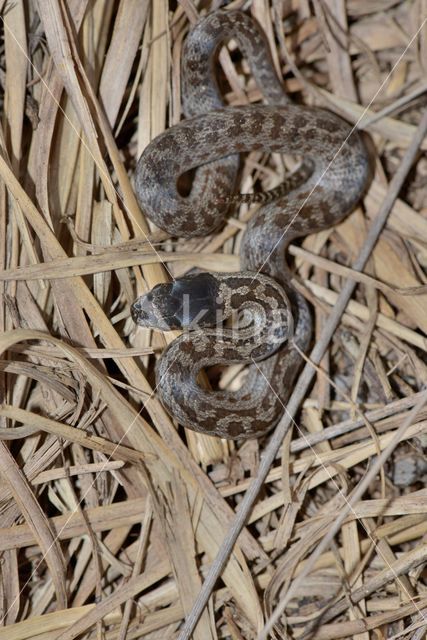 Smooth Snake (Coronella austriaca)