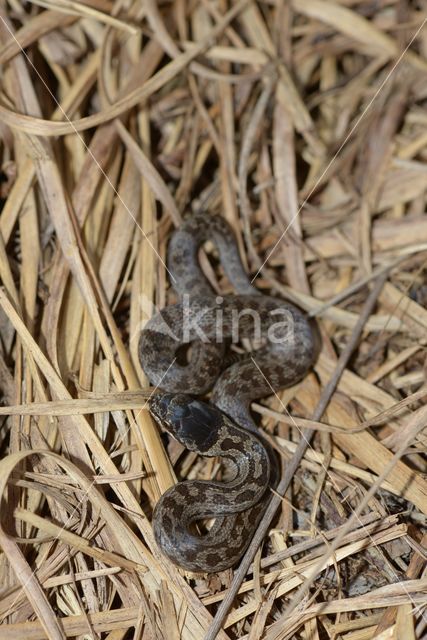 Gladde slang (Coronella austriaca)