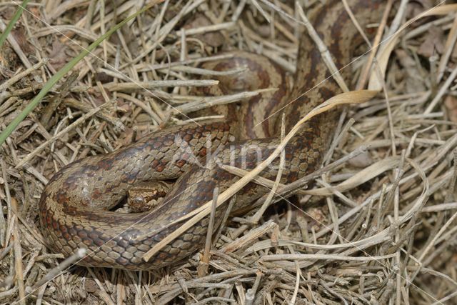 Smooth Snake (Coronella austriaca)