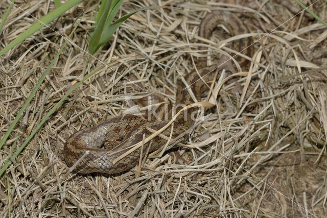 Gladde slang (Coronella austriaca)