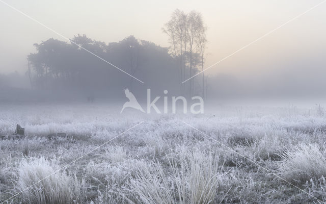 Birch (Betula)