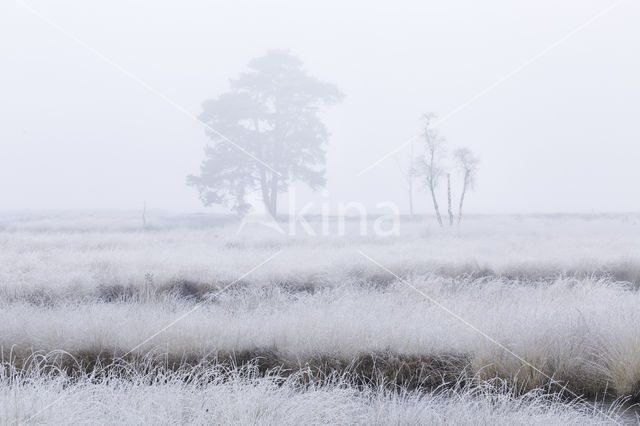 Scots Pine (Pinus sylvestris)