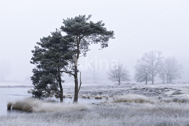 Scots Pine (Pinus sylvestris)