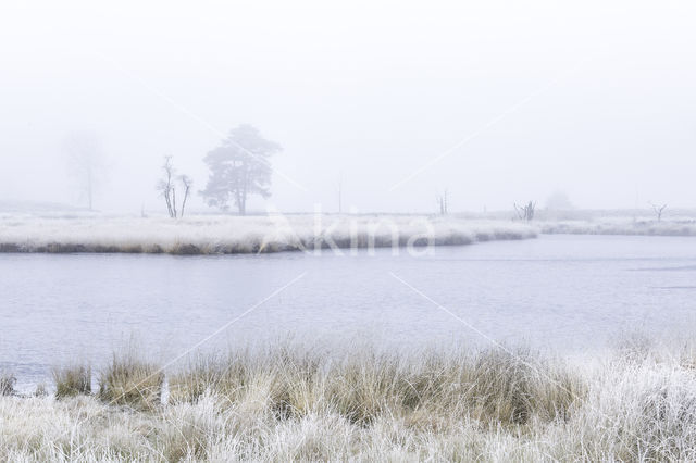 Scots Pine (Pinus sylvestris)