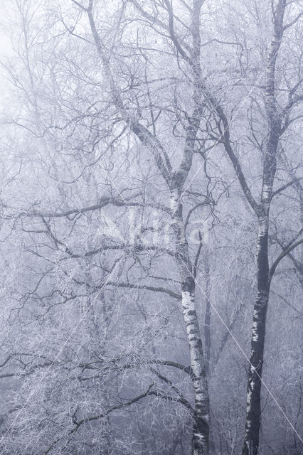 Silver Birch (Betula pendula)